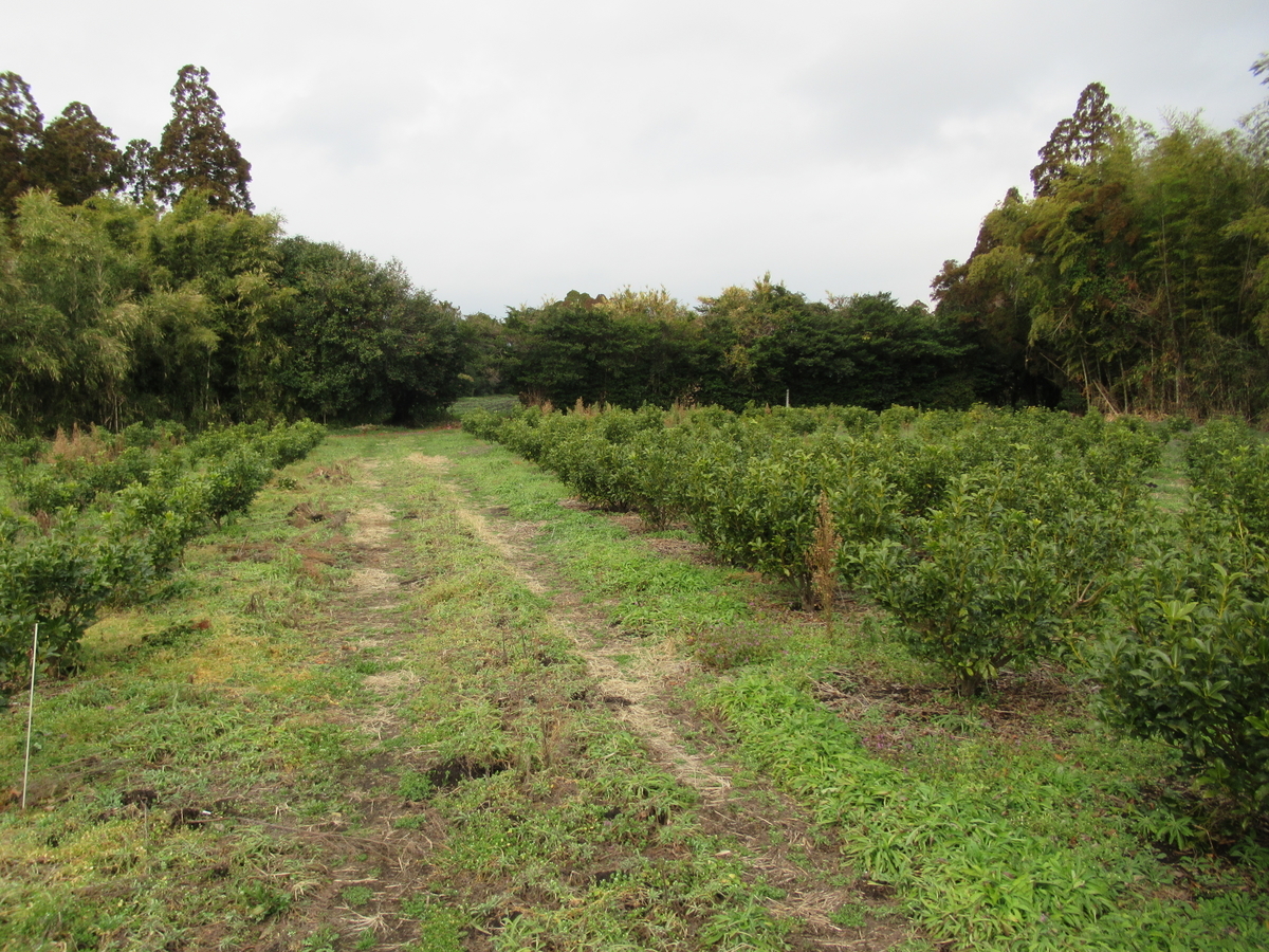 f:id:mai9mami:20210124152215j:plain