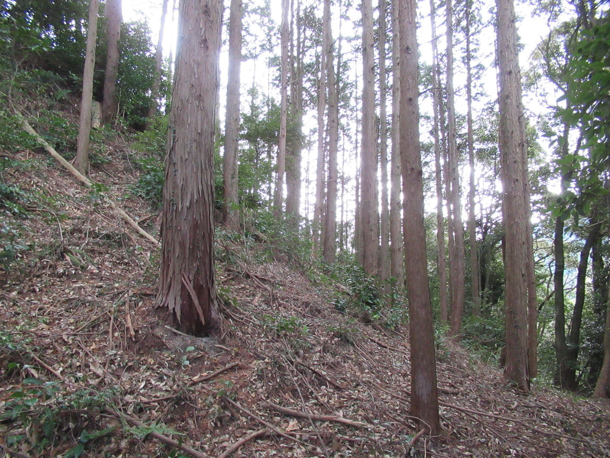 f:id:mai9mami:20210213132932j:plain