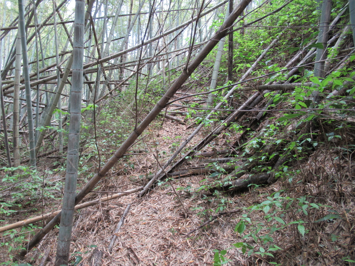 f:id:mai9mami:20210411130510j:plain