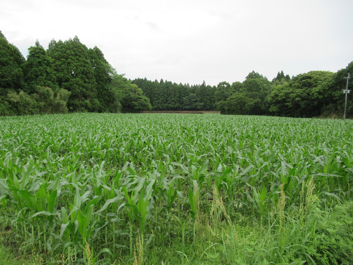 f:id:mai9mami:20210522143939j:plain