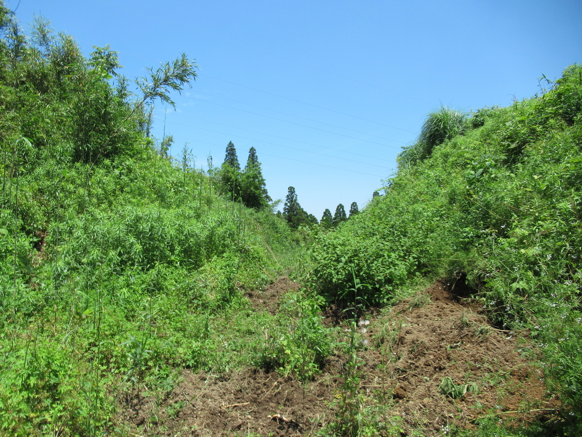 f:id:mai9mami:20210523121602j:plain