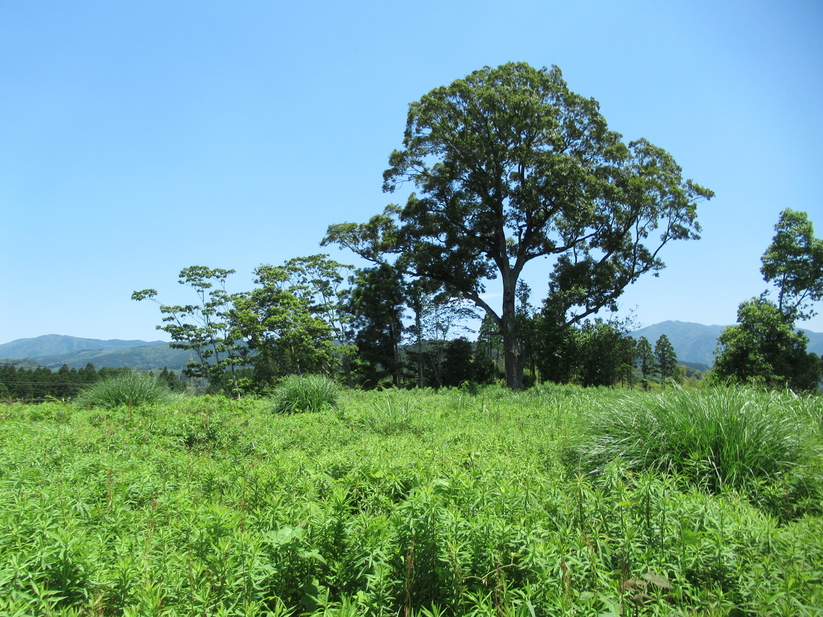 f:id:mai9mami:20210523122013j:plain