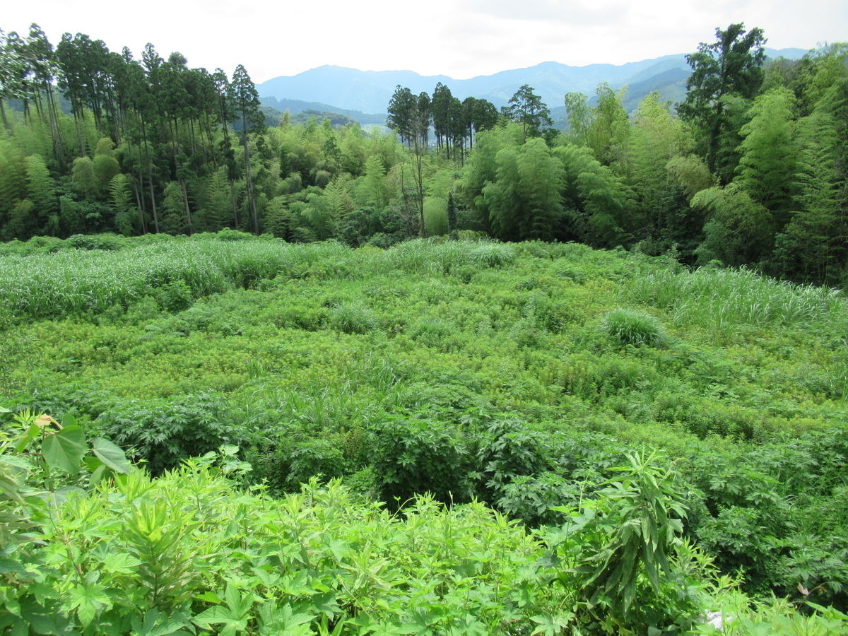 f:id:mai9mami:20210620104528j:plain