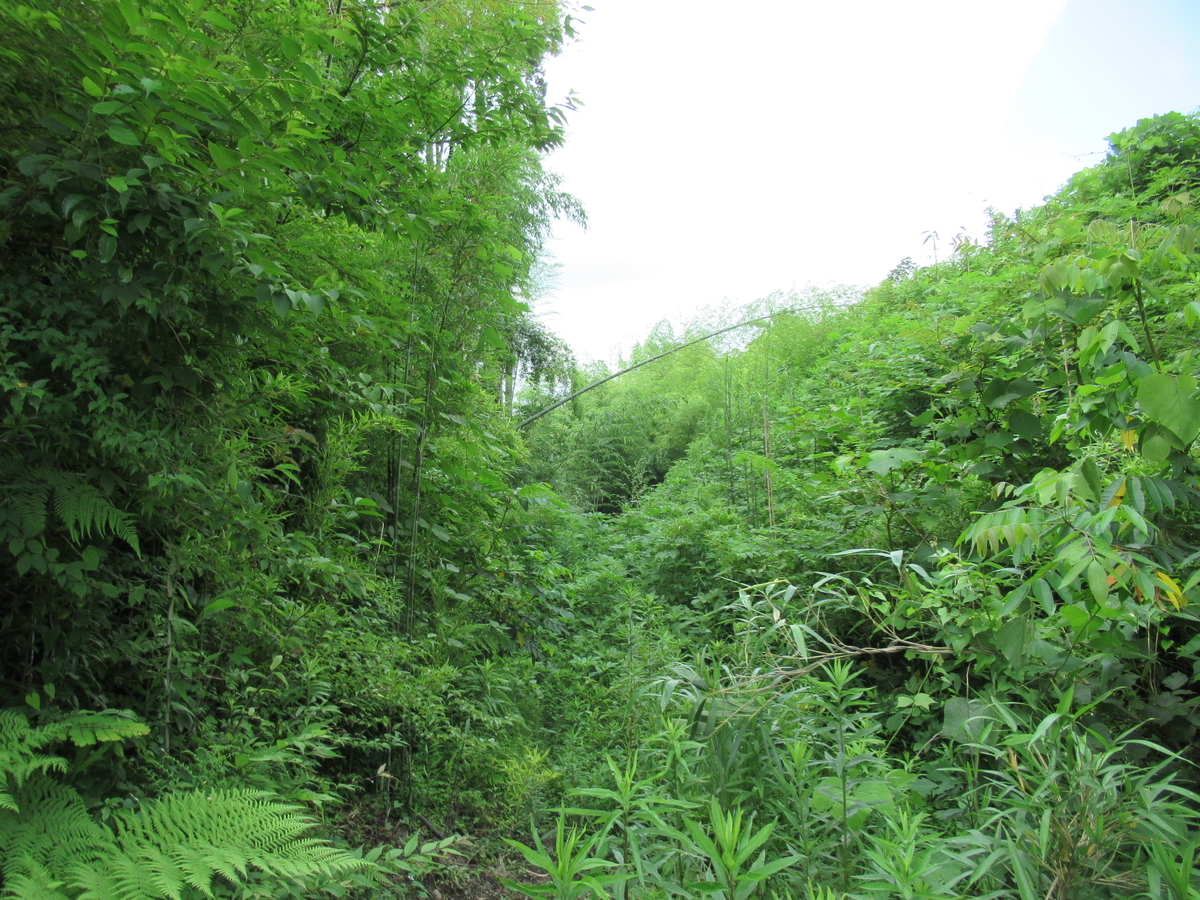 f:id:mai9mami:20210620105359j:plain