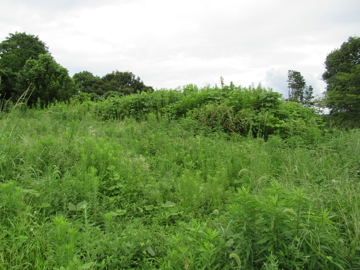 f:id:mai9mami:20210718142724j:plain