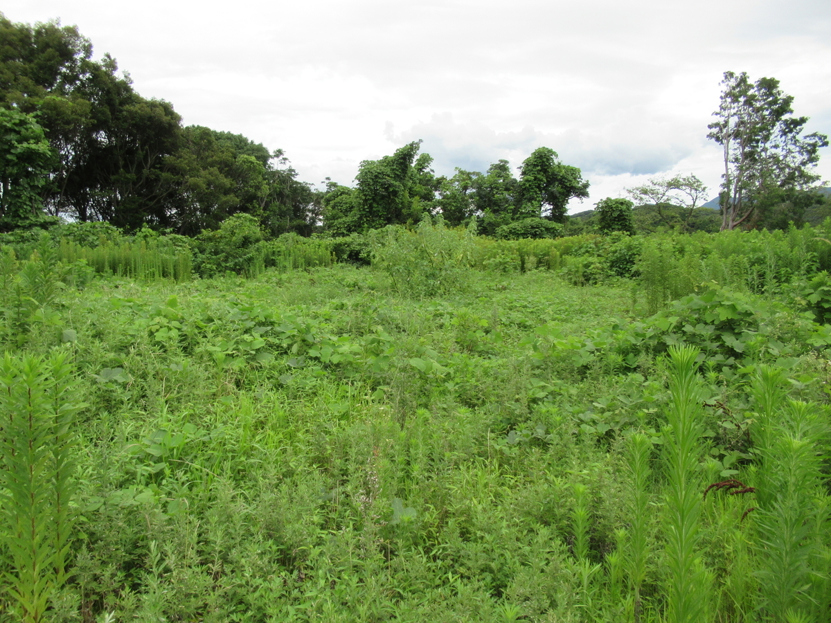 f:id:mai9mami:20210718142933j:plain