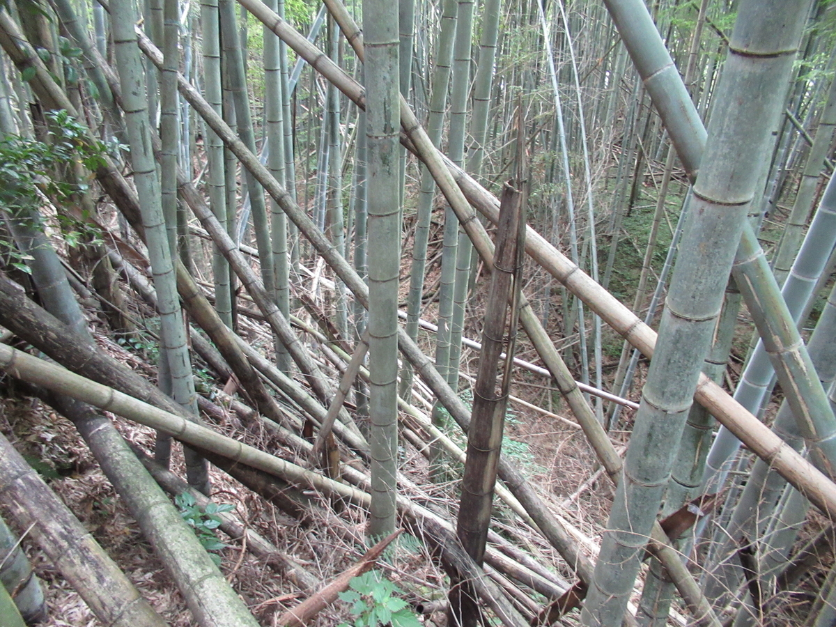 f:id:mai9mami:20210731154451j:plain