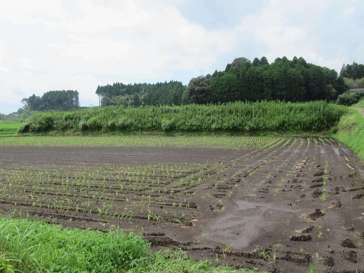 f:id:mai9mami:20210822111716j:plain