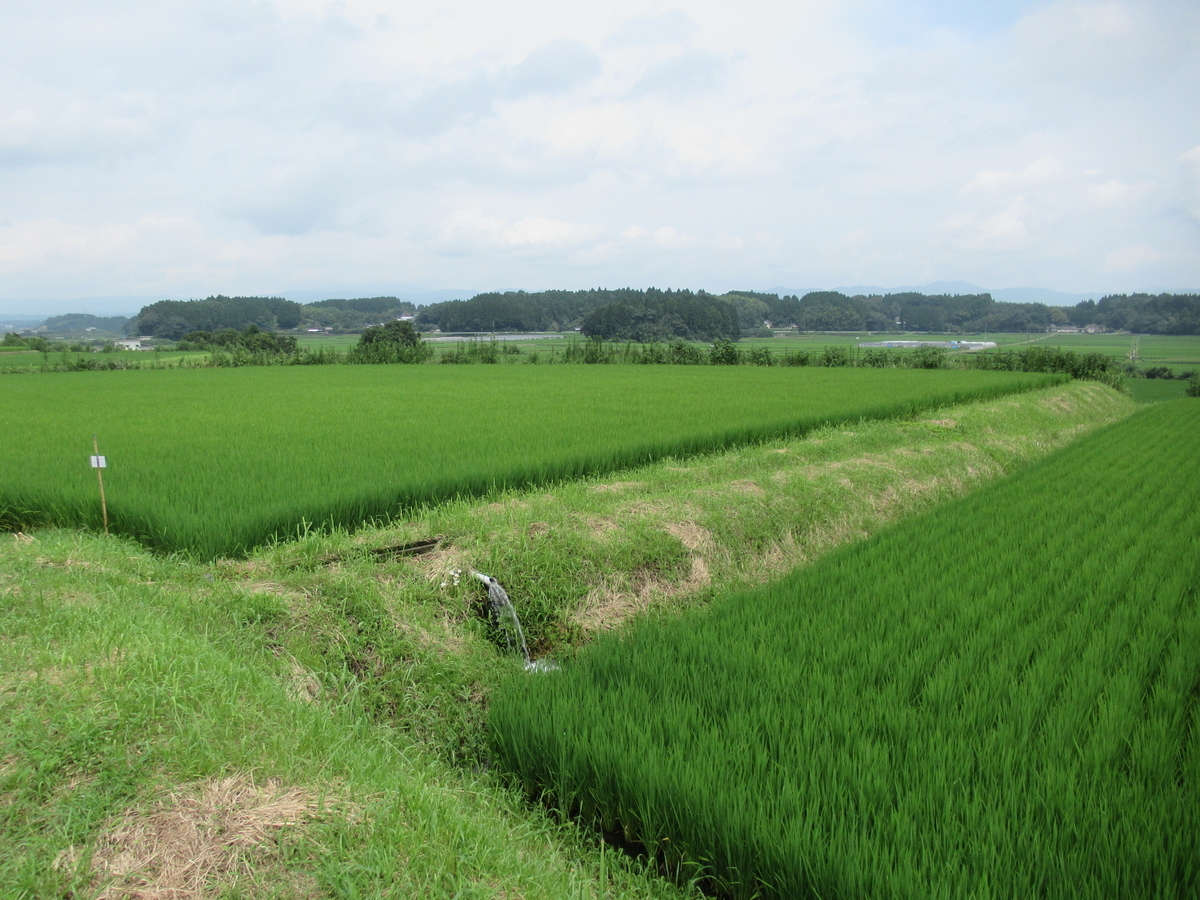 f:id:mai9mami:20210822114545j:plain