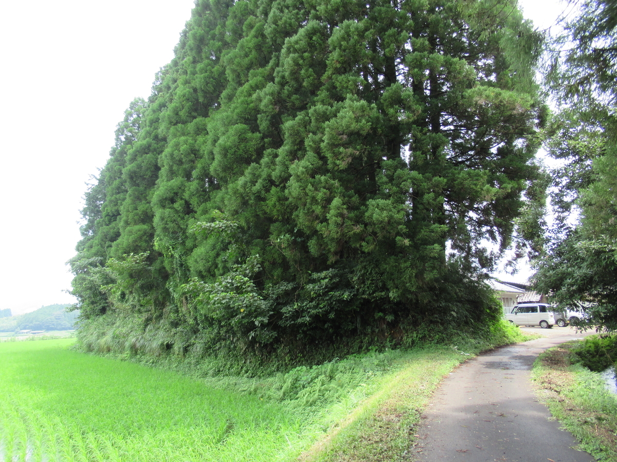 f:id:mai9mami:20210822115249j:plain