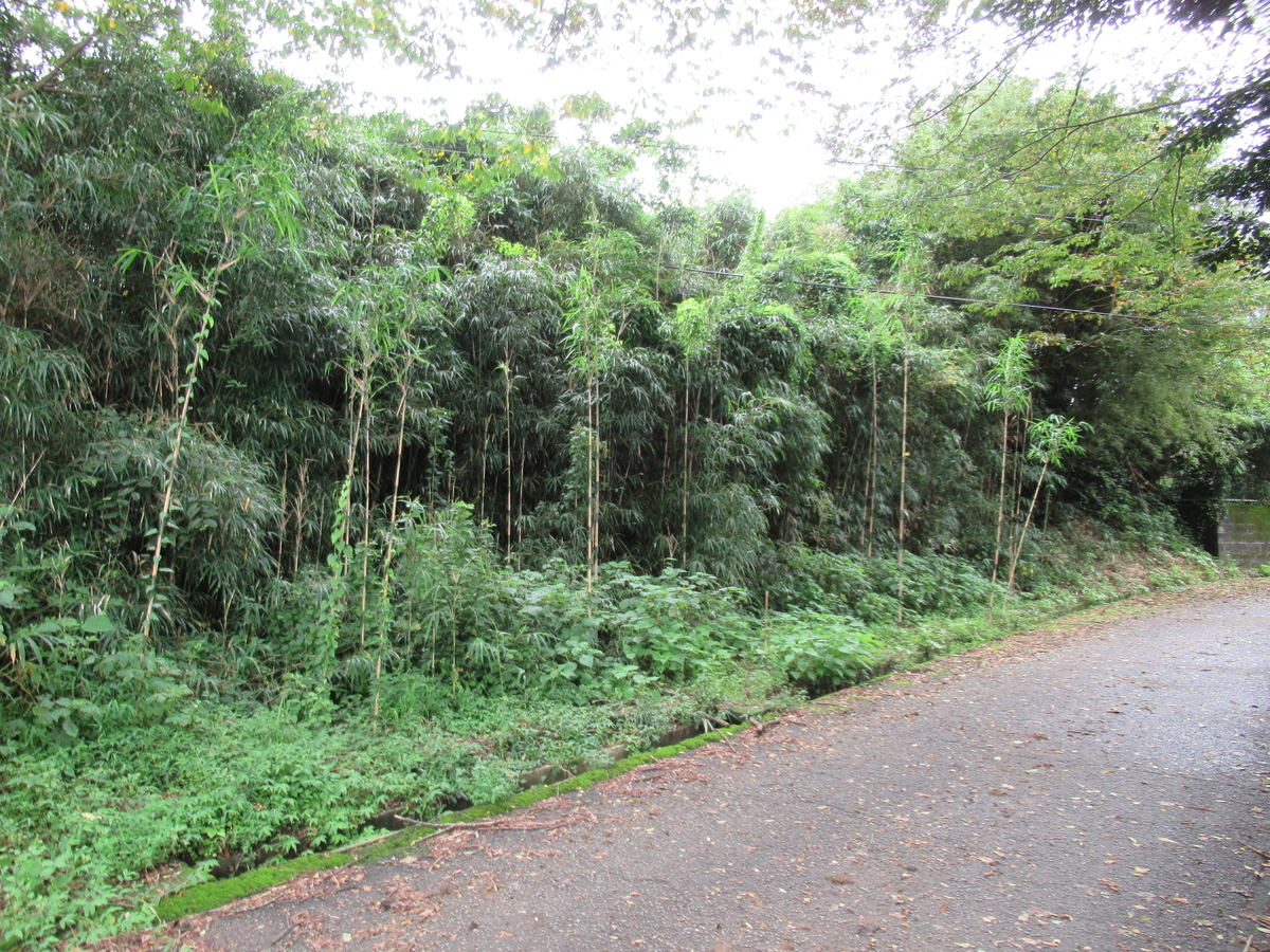 f:id:mai9mami:20210822130104j:plain