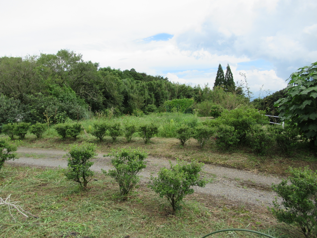 f:id:mai9mami:20210822132006j:plain