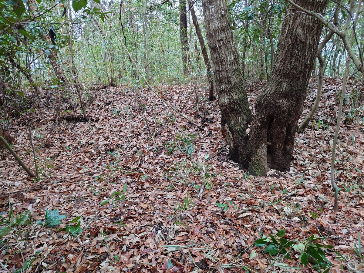 f:id:mai9mami:20220108122755j:plain