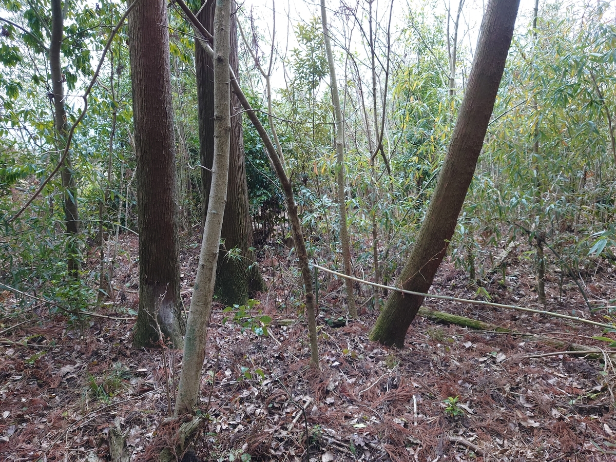 f:id:mai9mami:20220122132532j:plain