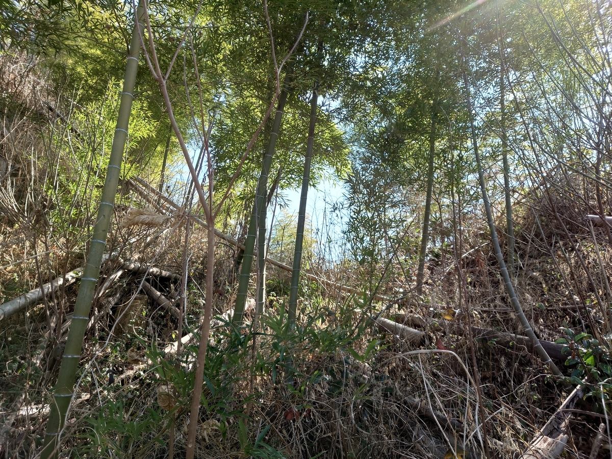 f:id:mai9mami:20220211112543j:plain