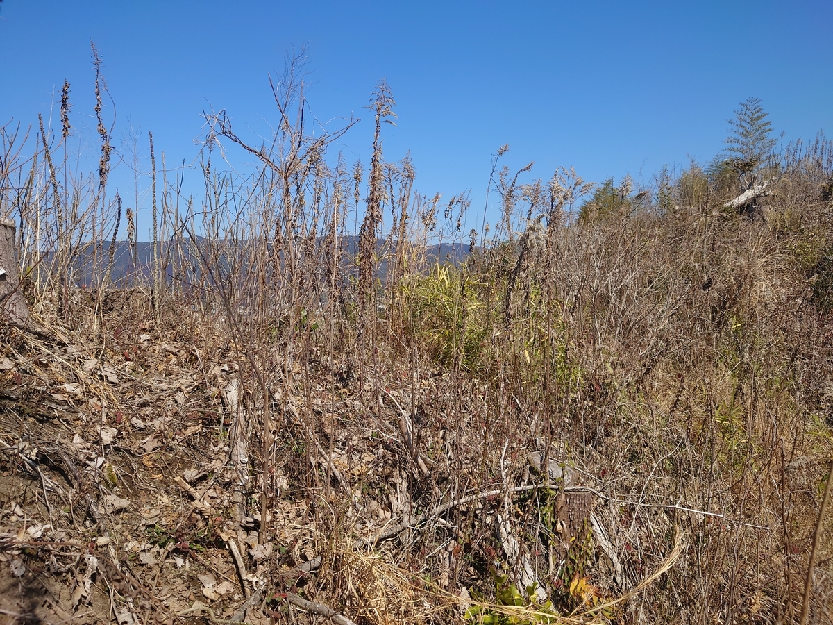 f:id:mai9mami:20220211122018j:plain