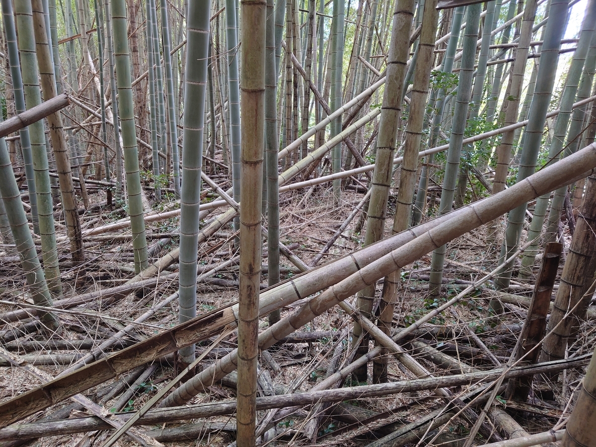 f:id:mai9mami:20220312114718j:plain