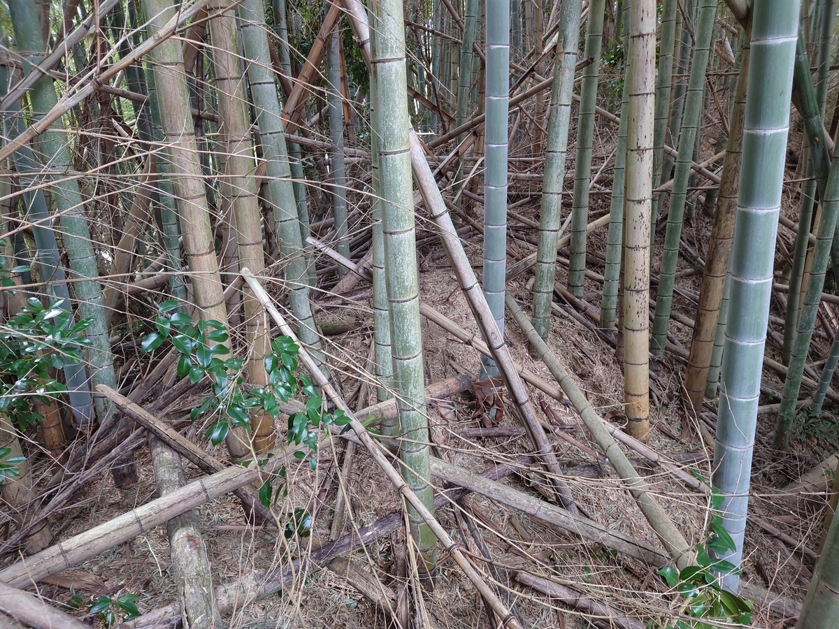 f:id:mai9mami:20220312121122j:plain