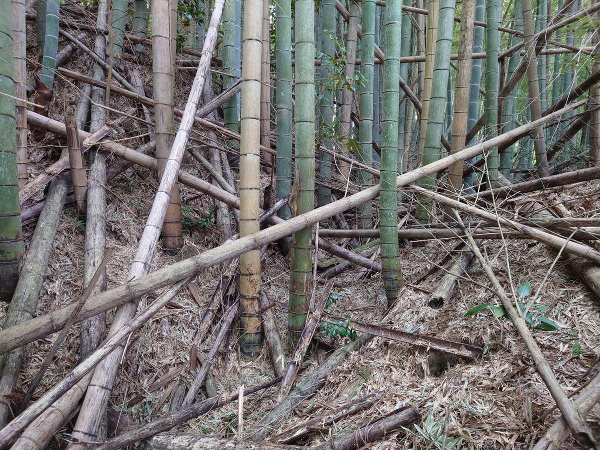 f:id:mai9mami:20220312121827j:plain