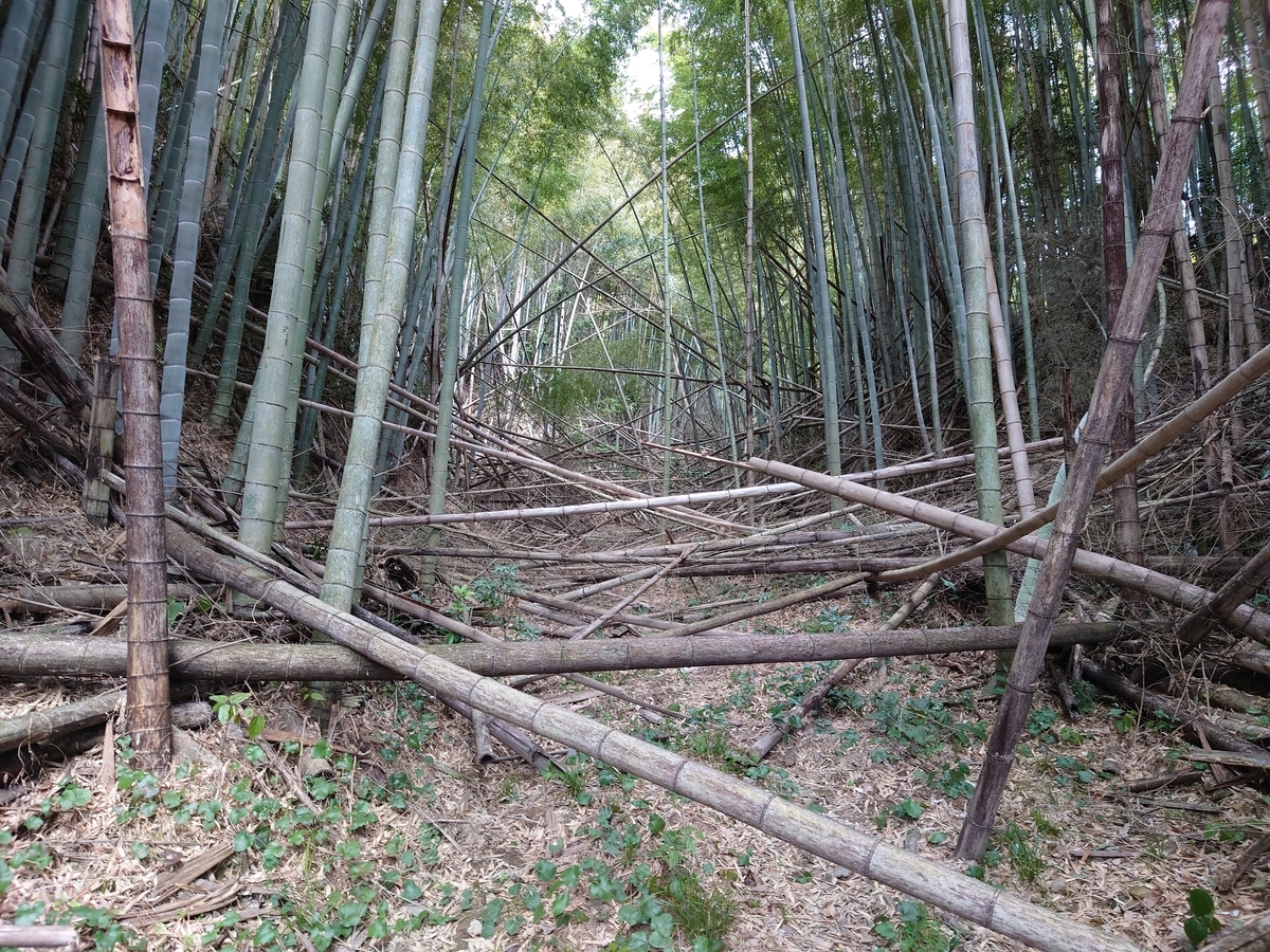 f:id:mai9mami:20220312124748j:plain