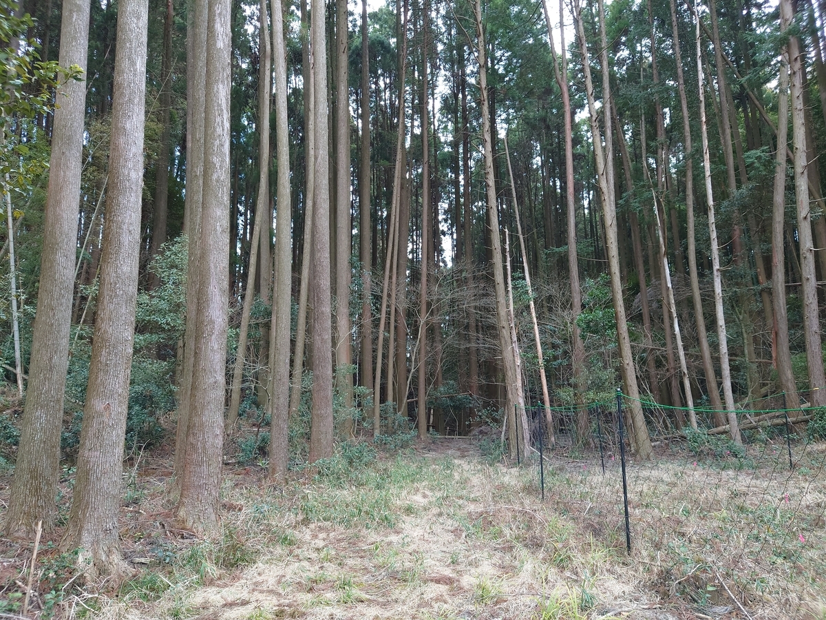 f:id:mai9mami:20220312130447j:plain