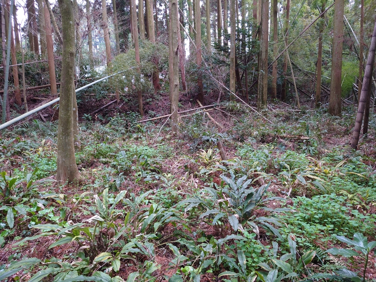 f:id:mai9mami:20220313105224j:plain