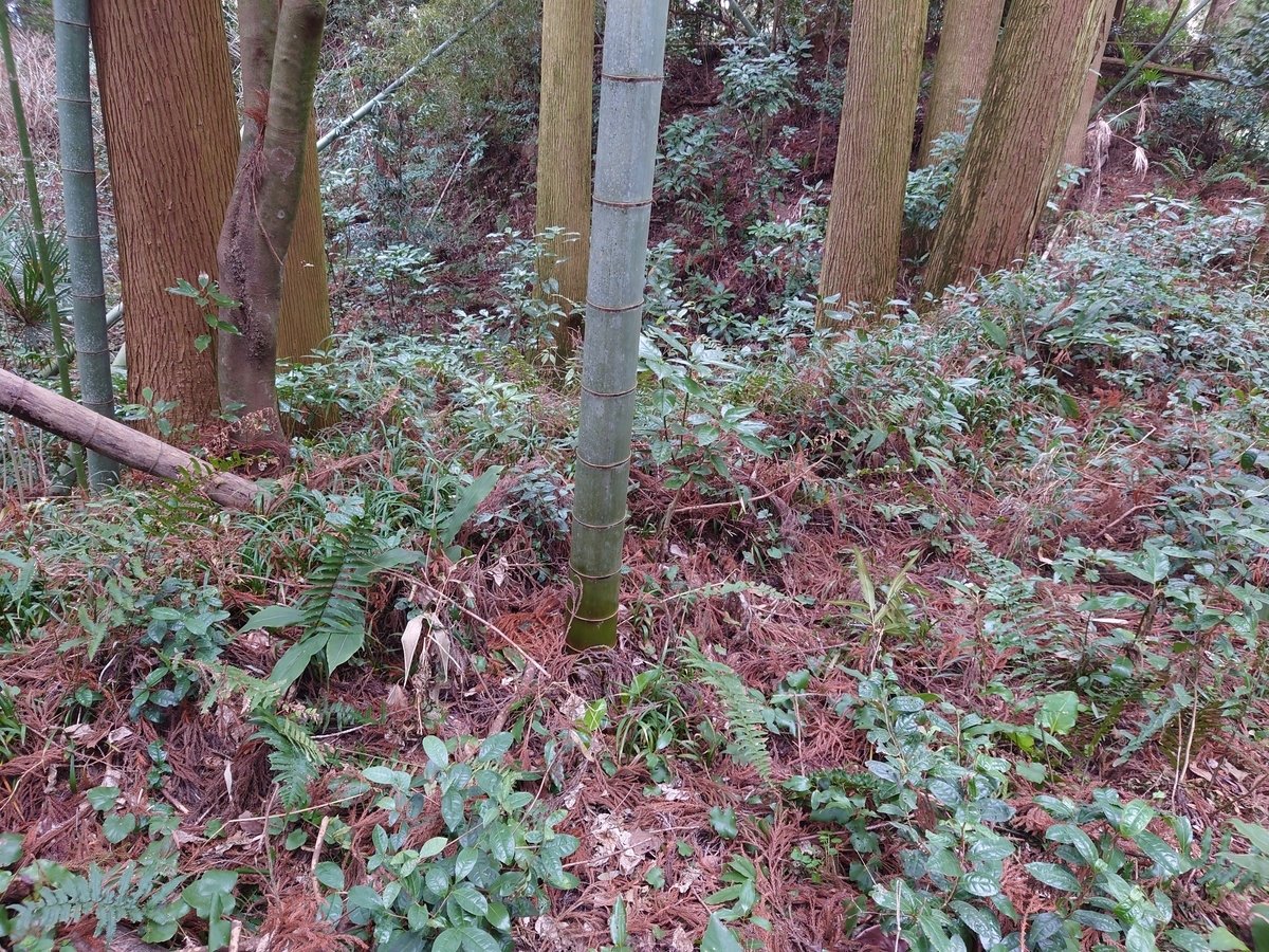 f:id:mai9mami:20220313105250j:plain