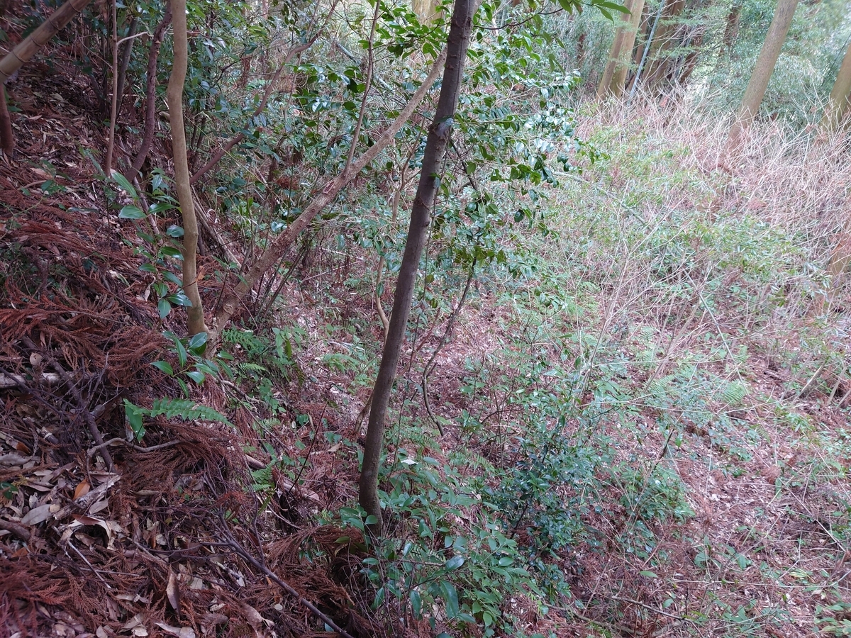 f:id:mai9mami:20220313105922j:plain