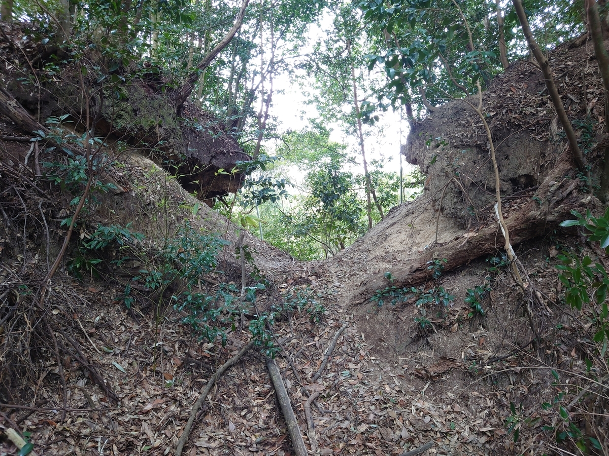 f:id:mai9mami:20220313115158j:plain