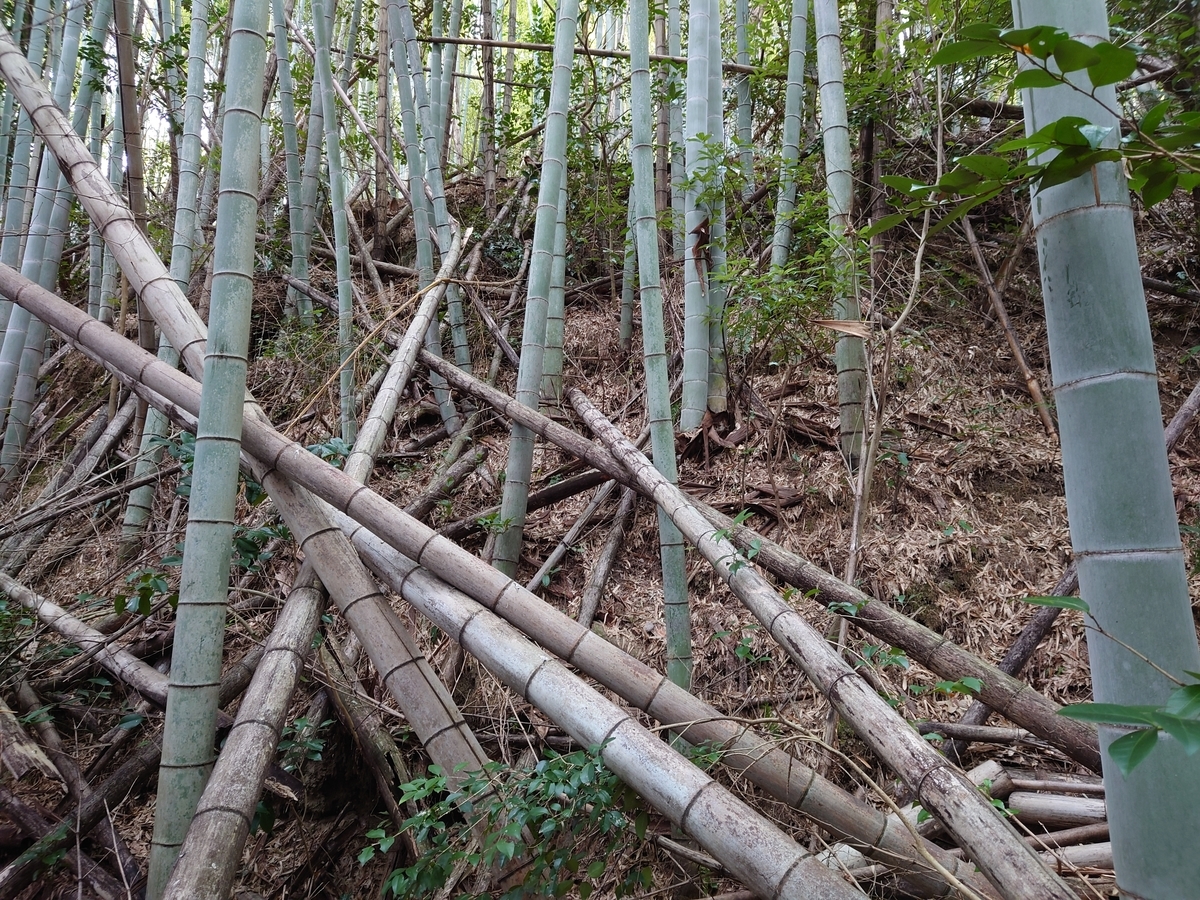 f:id:mai9mami:20220313145818j:plain