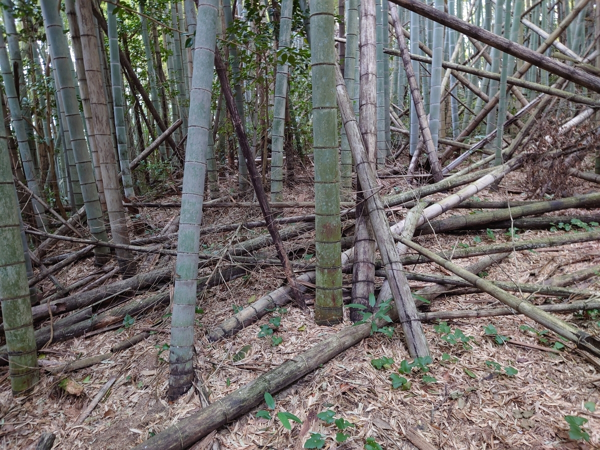 f:id:mai9mami:20220313154017j:plain