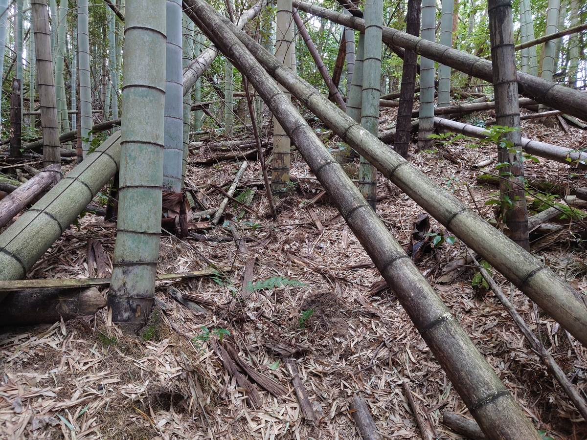 f:id:mai9mami:20220313154130j:plain