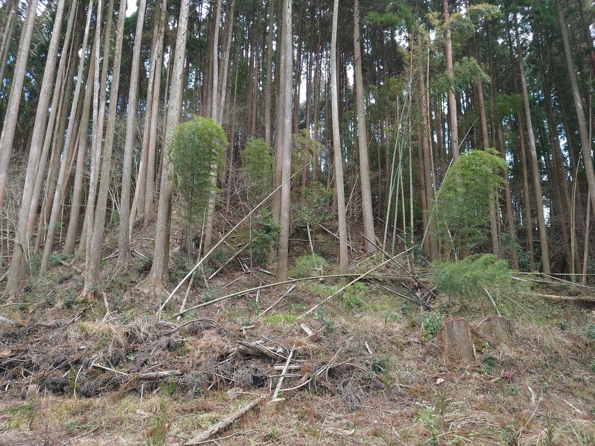 f:id:mai9mami:20220317233827j:plain