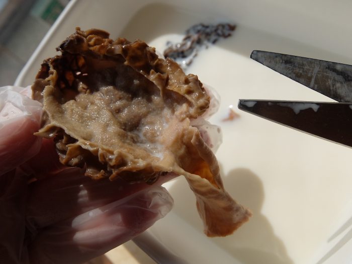 f:id:maicos555:20171004144249j:plain