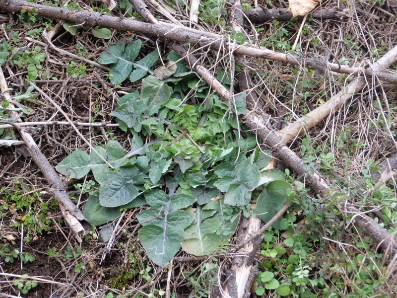 f:id:maicos555:20180128133543j:plain f:id:maicos555:20180128133543j:plain