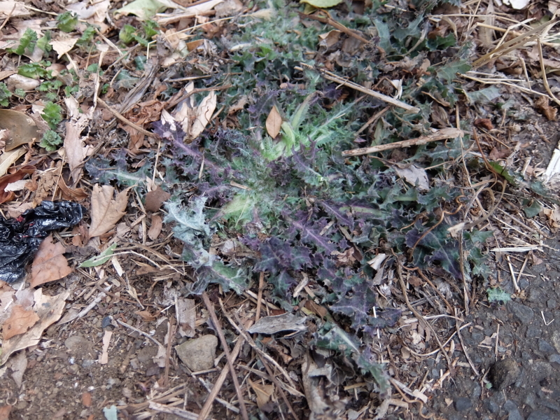 f:id:maicos555:20180128133851j:plain f:id:maicos555:20180128133851j:plain