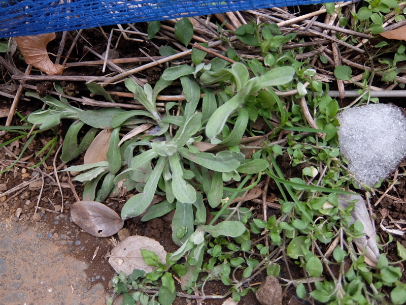 f:id:maicos555:20180128133856j:plain f:id:maicos555:20180128133856j:plain