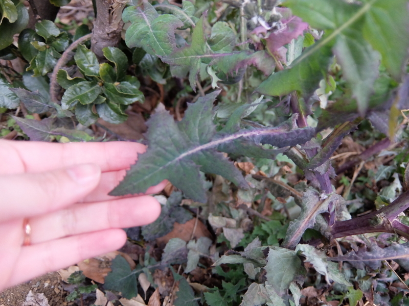 f:id:maicos555:20180128134838j:plain f:id:maicos555:20180128134838j:plain