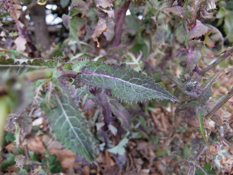 f:id:maicos555:20180128134844j:plain f:id:maicos555:20180128134844j:plain