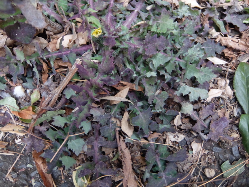 f:id:maicos555:20180128134903j:plain f:id:maicos555:20180128134903j:plain