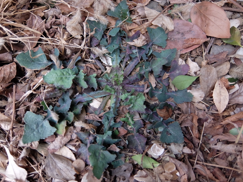 f:id:maicos555:20180128135835j:plain f:id:maicos555:20180128135835j:plain