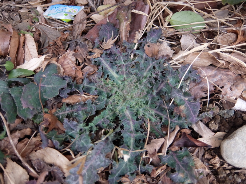 f:id:maicos555:20180128135840j:plain f:id:maicos555:20180128135840j:plain