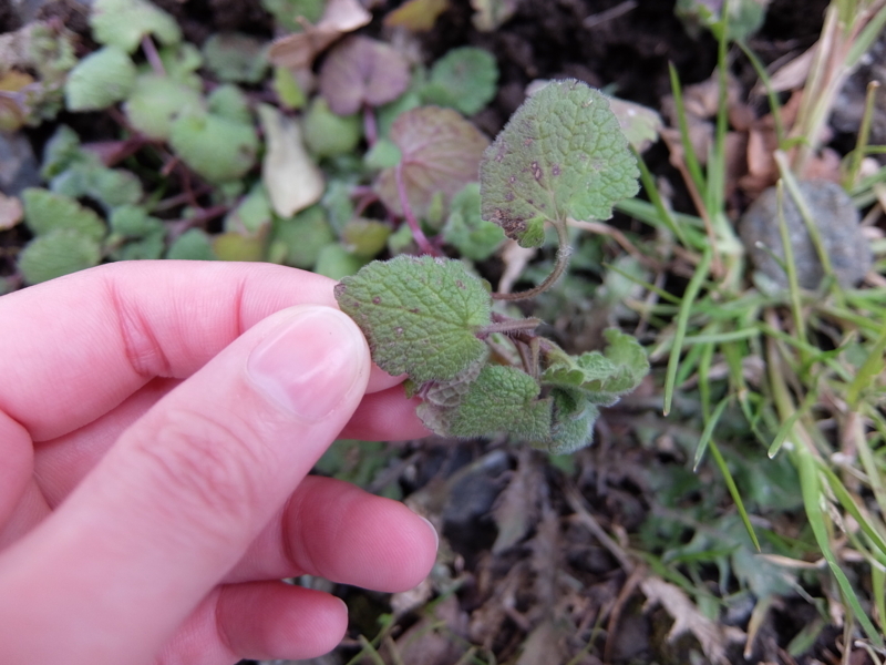 f:id:maicos555:20180128140124j:plain f:id:maicos555:20180128140124j:plain