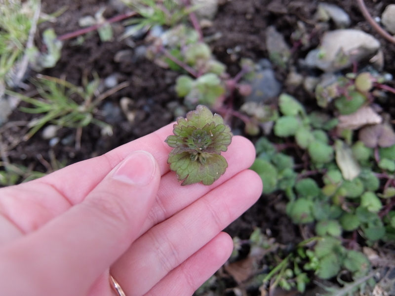 f:id:maicos555:20180128140129j:plain f:id:maicos555:20180128140129j:plain