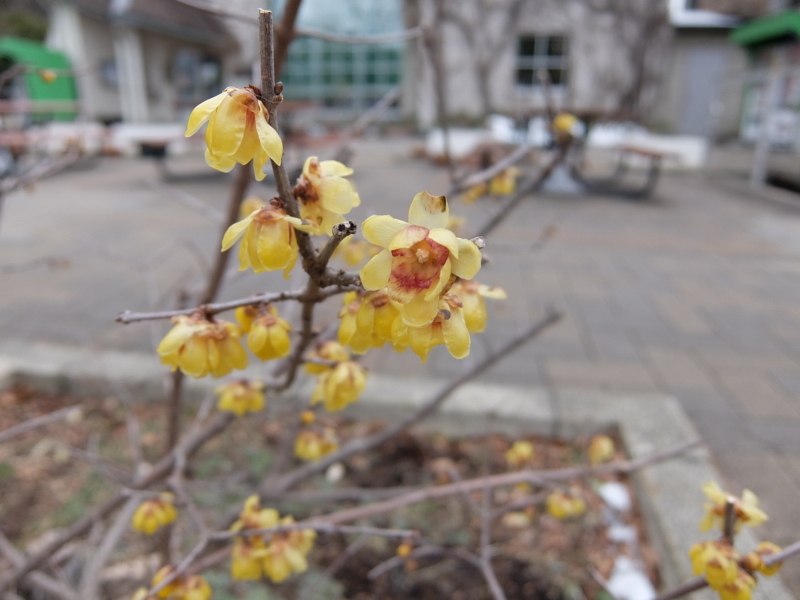 f:id:maicos555:20180128140341j:plain f:id:maicos555:20180128140341j:plain