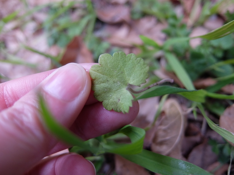 f:id:maicos555:20180128213143j:plain f:id:maicos555:20180128213143j:plain