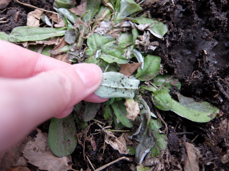 f:id:maicos555:20180129075422j:plain f:id:maicos555:20180129075422j:plain