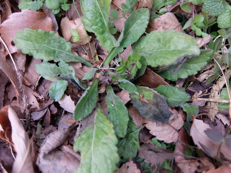 f:id:maicos555:20180129075444j:plain f:id:maicos555:20180129075444j:plain