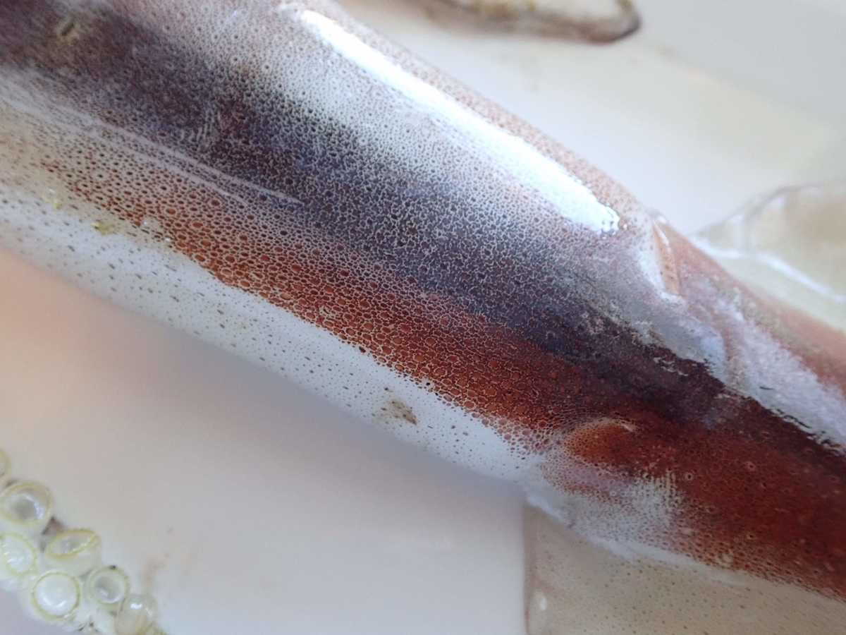 イカは解剖するのにうってつけの生き物 キリンはハマグリのなかま イカは解剖するのにうってつけの生き物 キリンはハマグリのなかま