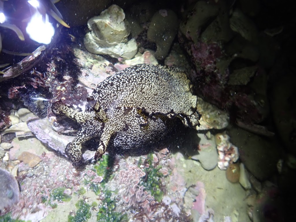 f:id:maicos555:20201228115611j:plain